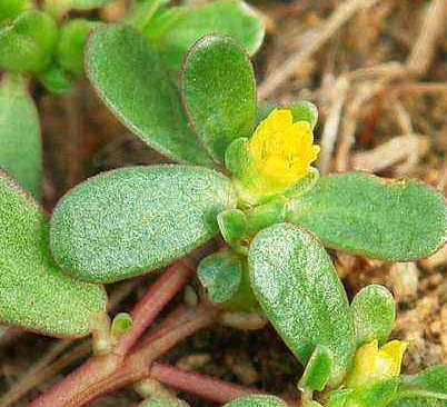 全自动阴道分泌物91视频在线看厂家谈野菜有利于“消炎杀菌”