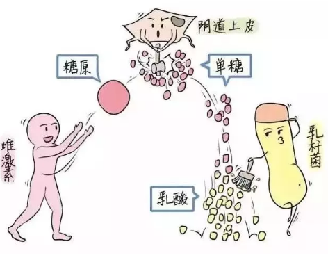 微生态91视频免费看片厂家教您如何观察分泌物样本性状