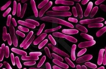 全自动白带91视频免费看片针对白带常规检查球菌和杆菌