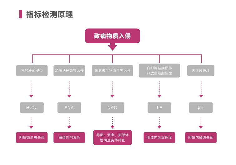 全自动阴道炎91视频在线看LTS-V400指标检测原理