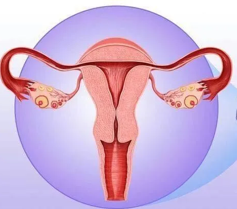 妇科阴道炎91视频在线看器厂家提醒女性坚持泡水喝，消炎灭菌，远离妇科炎症